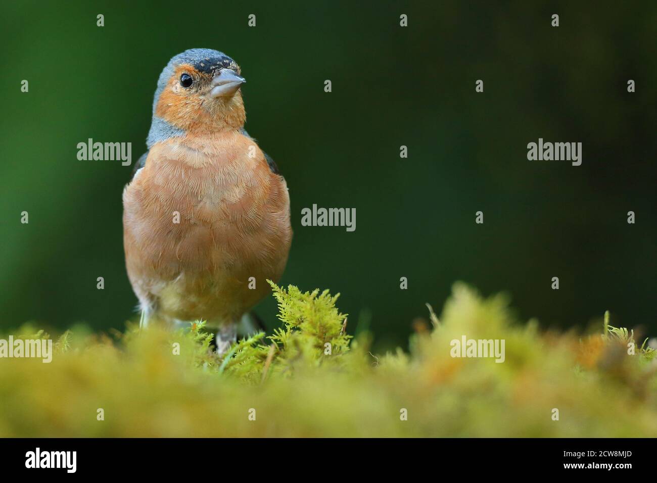 Sommergefieder erwachsener Männchen gewöhnlicher Chaffinch ( Fringilla coelebs ) auf moosem Waldboden in Wales, Sommer 2020. Stockfoto