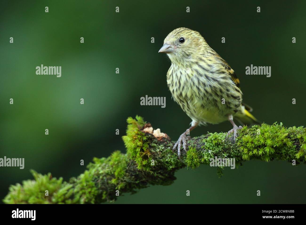 Juvenile eurasische Zeisige (Carduelis Spinus) mit unreiferem Gefieder. Wales, August 2020. Stockfoto