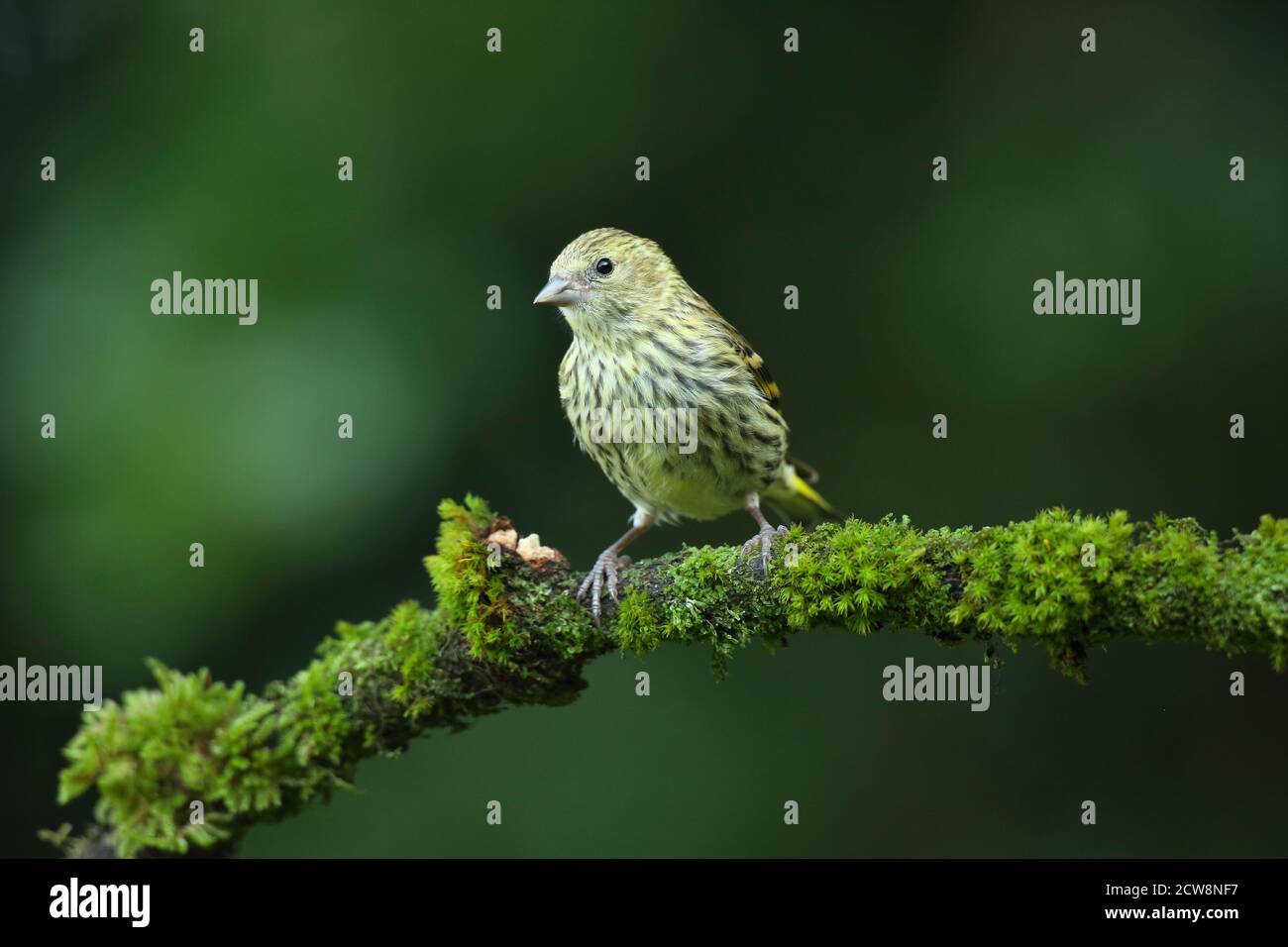 Juvenile eurasische Zeisige (Carduelis Spinus) mit unreiferem Gefieder. Wales, August 2020. Stockfoto