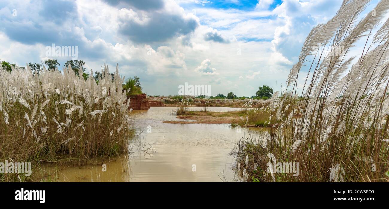 Kans Gras/ Kash Phool mit Teich im ländlichen Indien. Selektiver Fokus verwendet. Stockfoto