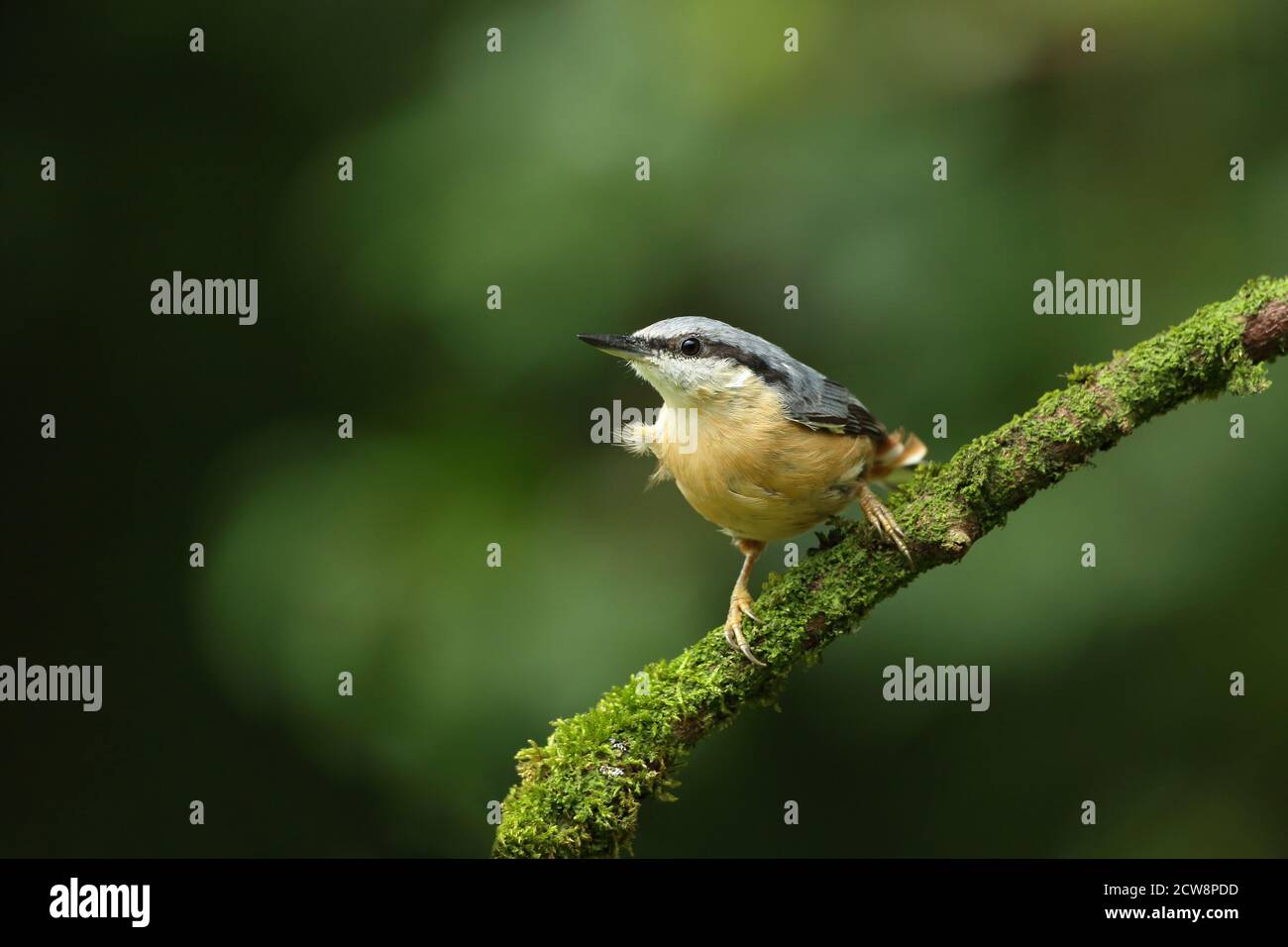 Eurasische Nuthatch ( Sitta Europaea ) Portrait in walisischem Wald mit erwachsenen Gefieder, Sommer 2020. Stockfoto