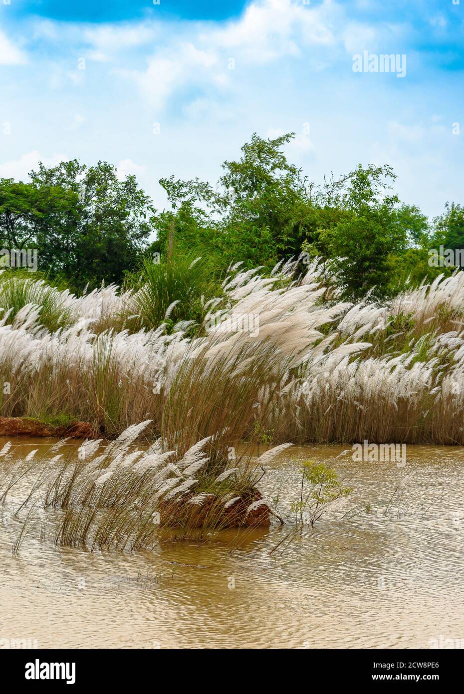 Kans Gras/ Kash Phool mit Teich im ländlichen Indien. Selektiver Fokus verwendet. Stockfoto