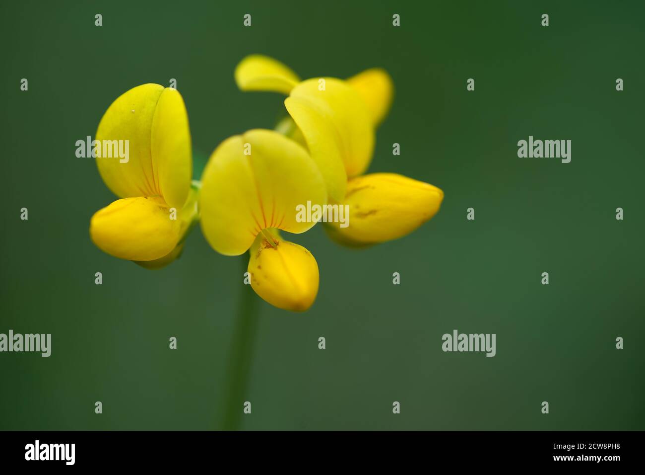 Nahaufnahme der Pflanze Lotus corniculatus. Bekannt als gewöhnlicher Vogel-Fuß-Trefoil, Eier und Speck oder gemahlenes Geißblatt. Gelbe Blume auf grünem Hintergrund. Stockfoto