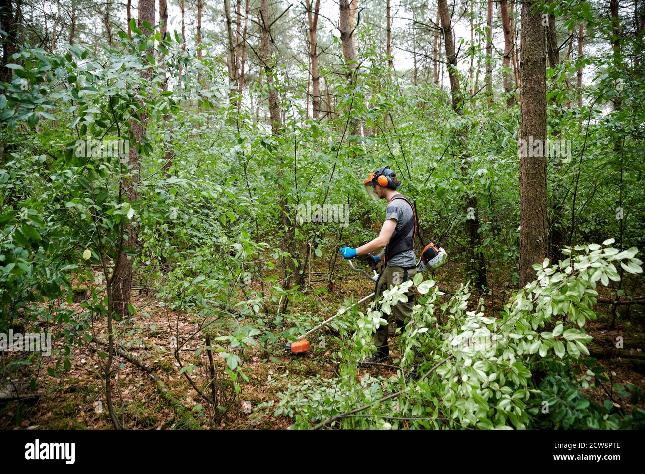 Freiwillige Teilnehmer des Bergwaldprojekts e.V. in der Uefter Mark / hohe Mark bei Waldbiotoppflege. Stockfoto