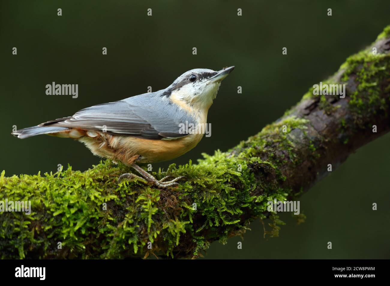 Eurasischer Nuthatch (Sitta Europaea) Stockfoto