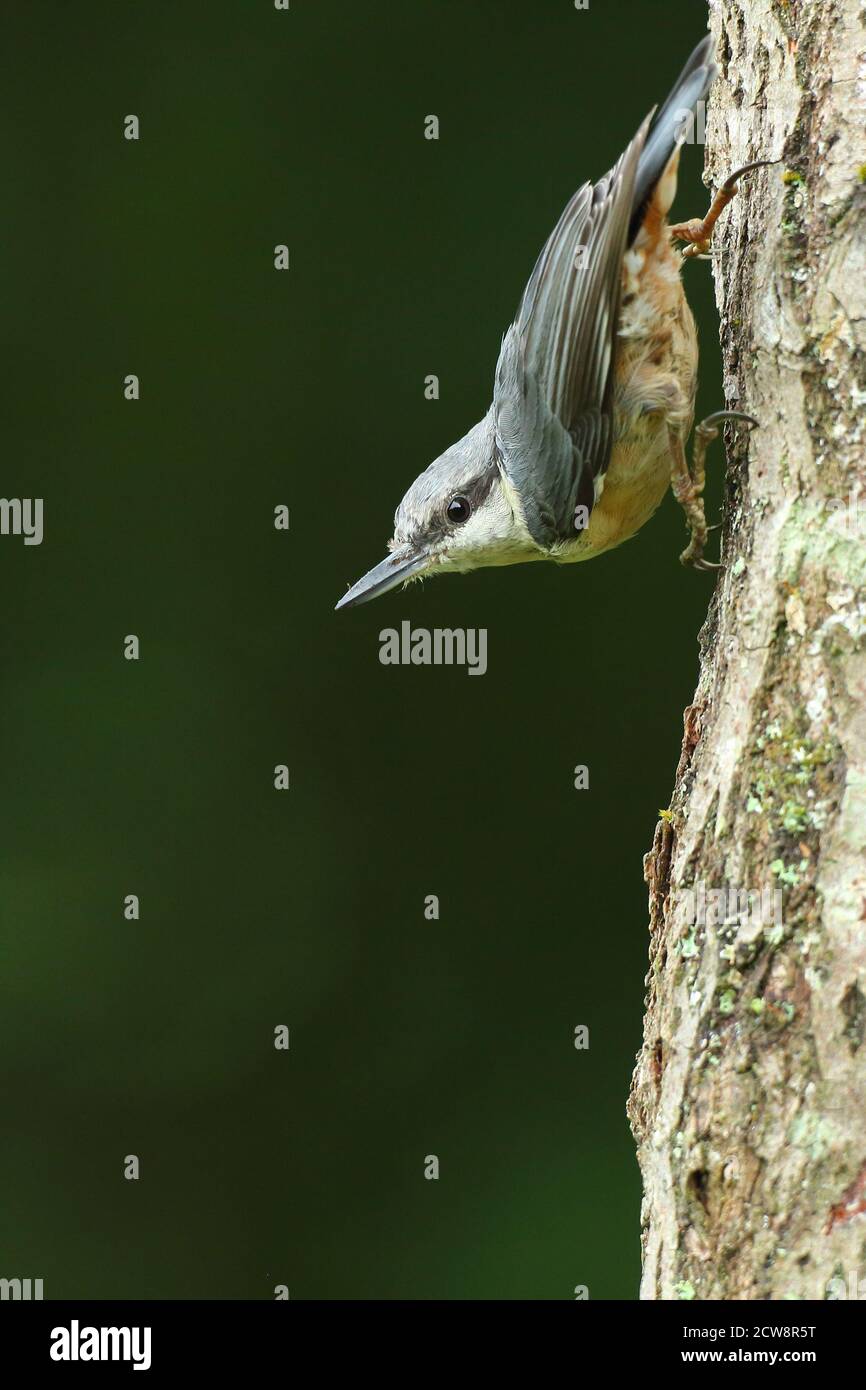 Eurasischer Nuthatch (Sitta Europaea) Stockfoto