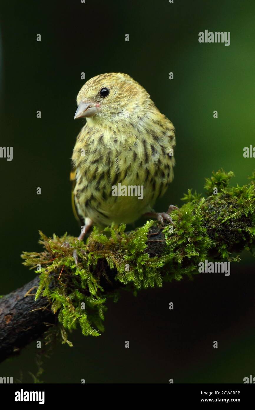 Juvenile eurasische Zeisige (Carduelis Spinus) mit unreiferem Gefieder. Wales, August 2020. Stockfoto