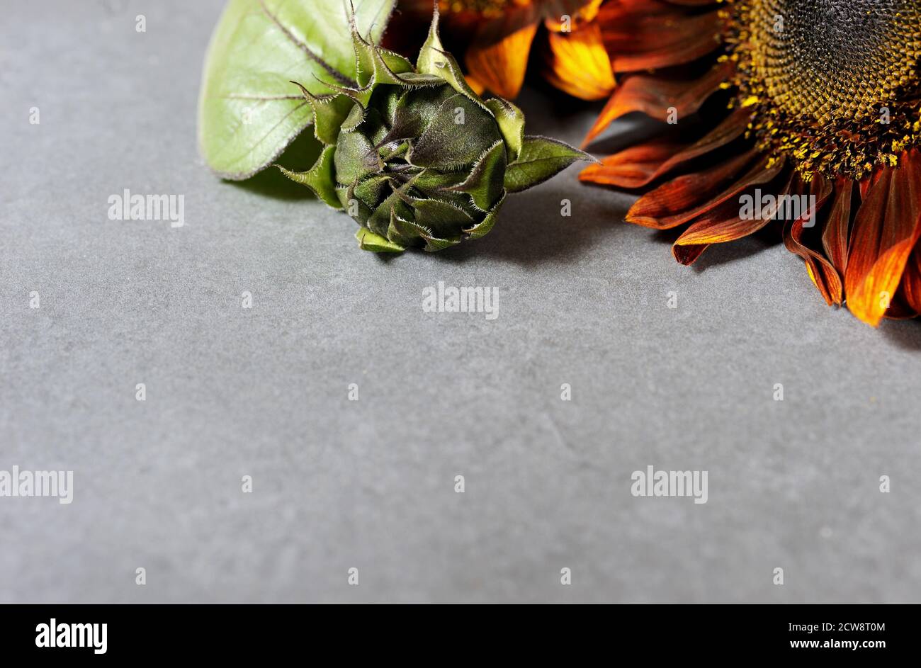Hintergrund mit Sonnenblumenblüte und grünen Knospen. Selektiver Fokus. Grußkarte mit Blumen . Horizontal mit Kopierbereich. Stockfoto