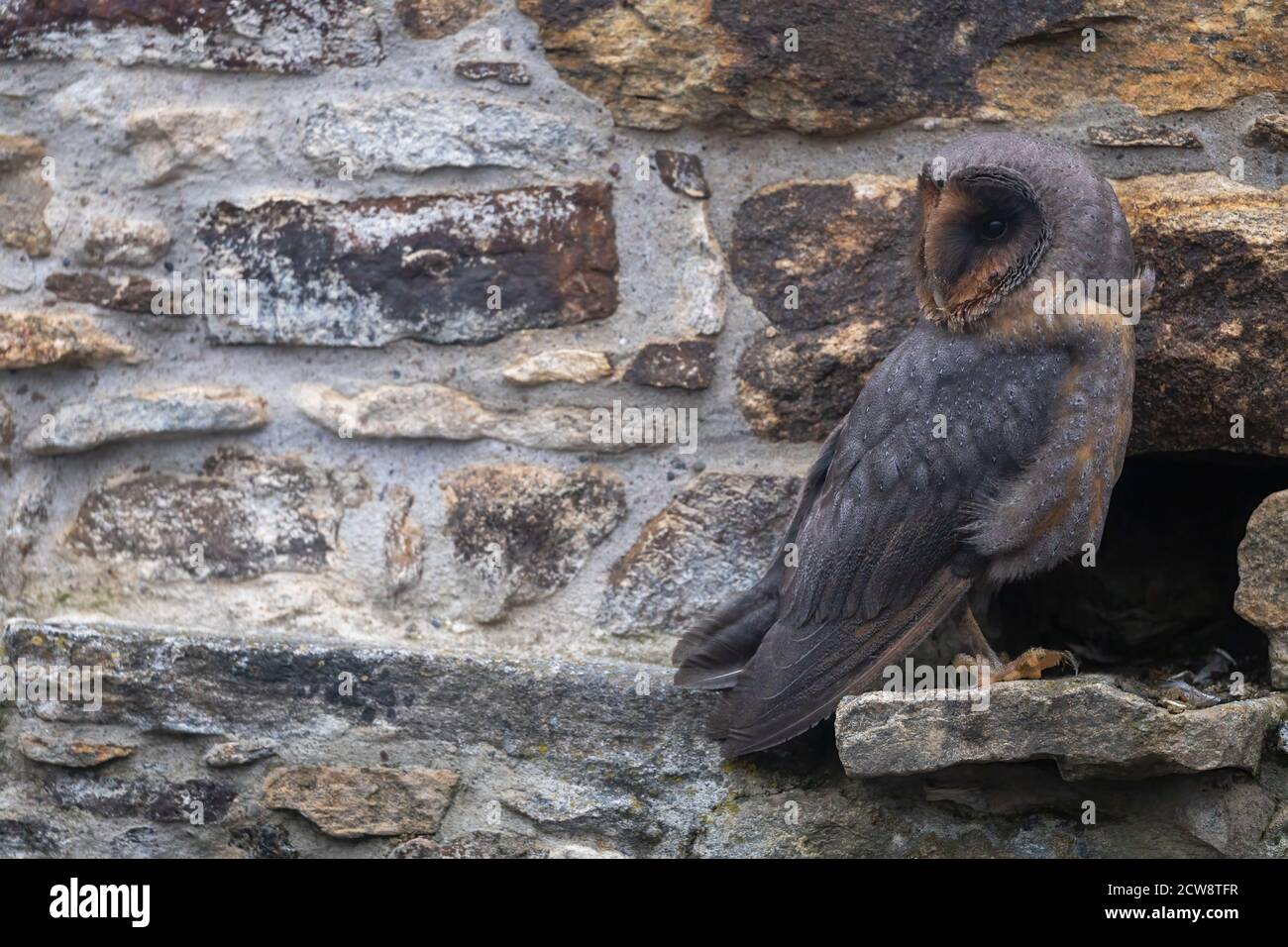 Cool Scheune Eule in dunkler Form posiert an der Steinwand Blick auf freien Platz an der Wand bereit für Ihren Text. Stockfoto