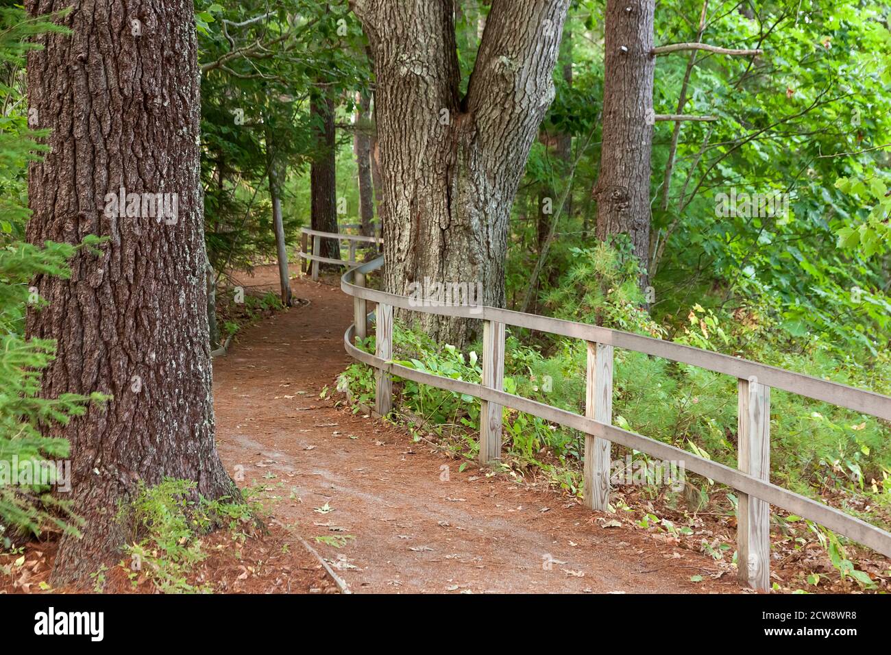 Naturlehrpfad im Rachel Carson National Wildlife Refuge in Wells, Maine. Stockfoto
