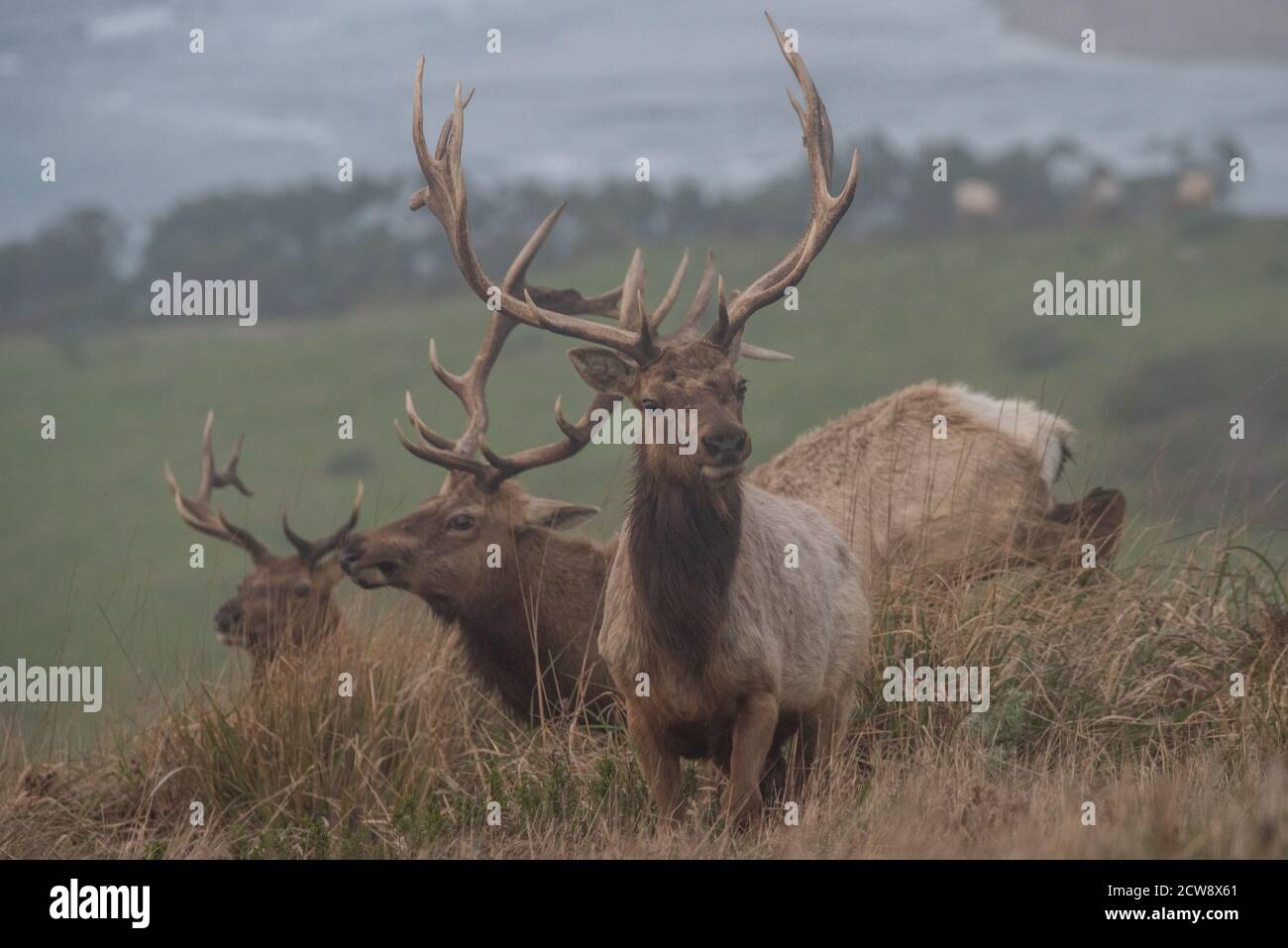 Eine Junggesellenherde männlicher Tuelche (Cervus canadensis nannodes) in Point Tomales innerhalb von PT. Reyes Nationale Küste in Marin County, Kalifornien. Stockfoto