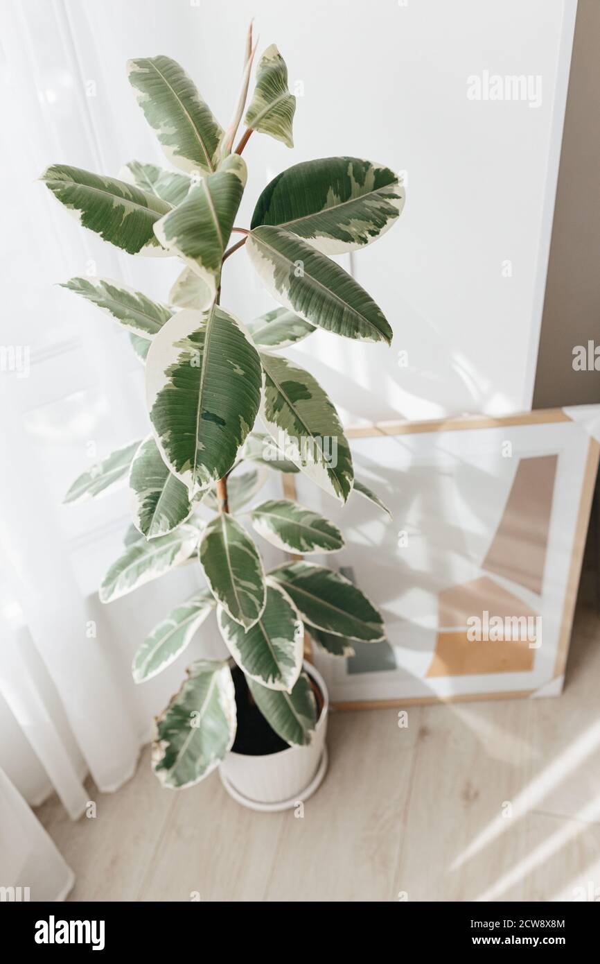 Bunte Gummibaumpflanze, variegata Ficus elastica. Zimmerpflanzen innen,  groe Zimmerpflanzen Stockfotografie - Alamy