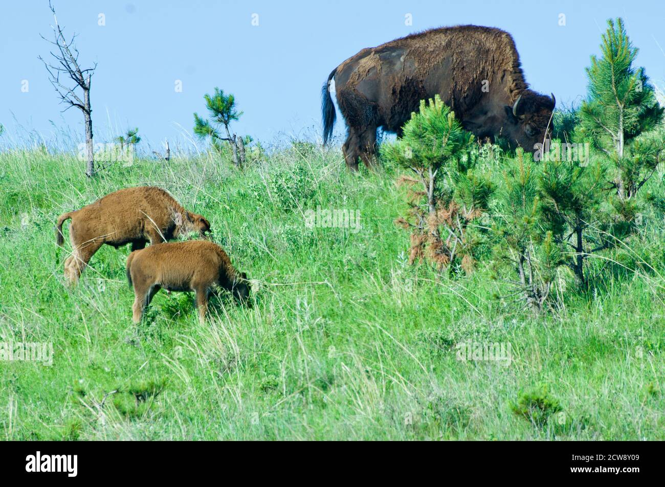 Ein großer Bison und zwei Kälber grasen auf der Hügelseite im Custer State Park, South Dakota, USA. Stockfoto