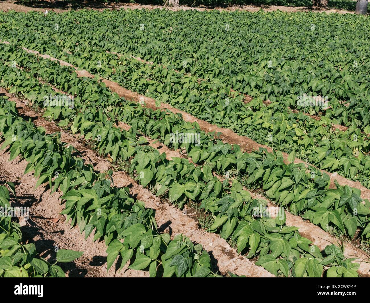 Aussaat kleine Bohnenpflanzen, fünfzehn Tage alt, sonniger Tag Stockfoto