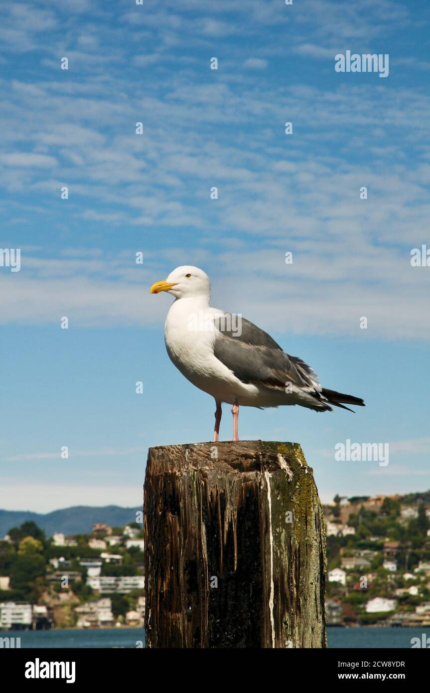Möwe, Möwe oder kalifornische Möwe, die auf einem Stück Holz in Palo Alto, Kalifornien, USA sitzt Stockfoto