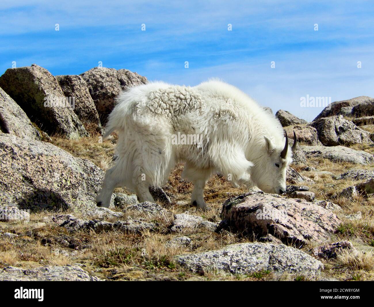 Eine Bergziege (Oreamnos americanus), auch bekannt als die Rocky Mountain Ziege, auf einem Berggipfel im Rocky Mountain National Park, Colorado Stockfoto