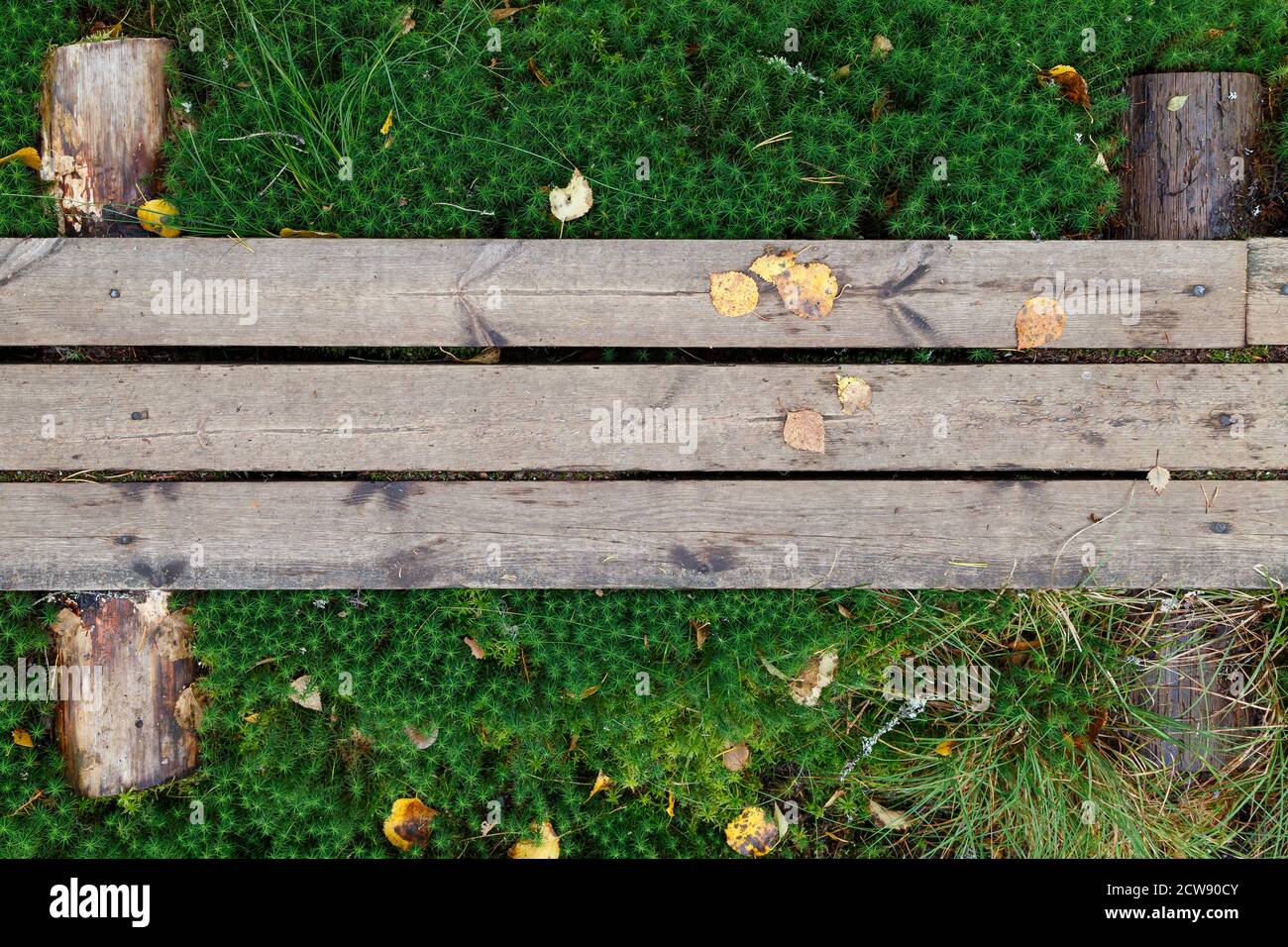 Ein Teil verwitterter Holzduckboards auf einem grünen moosigen Boden im Herbst in Finnland. Draufsicht. Hochauflösender texturierter Hintergrund im Vollformat. Stockfoto