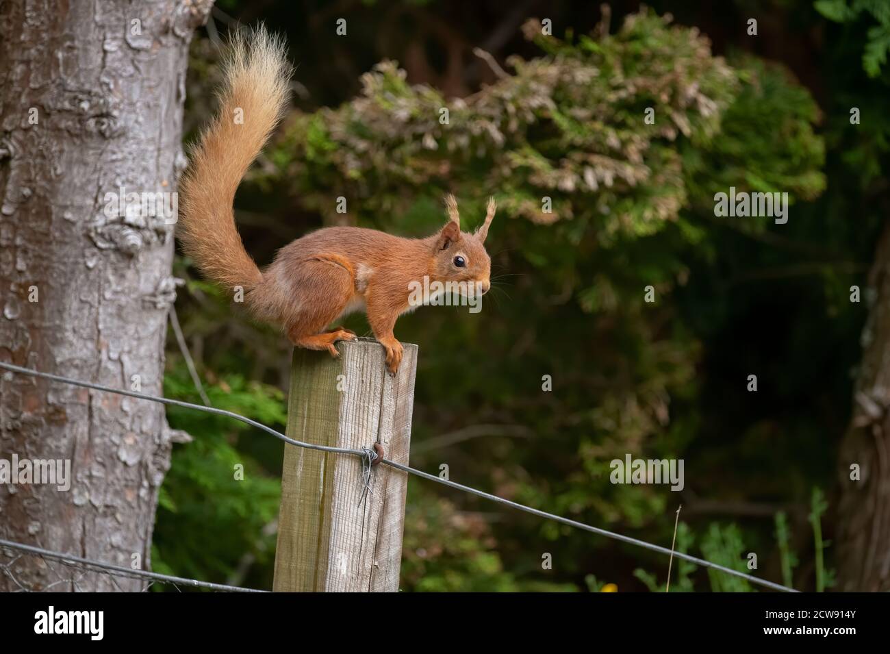 Rotes Eichhörnchen auf einem Zaunpfosten Stockfoto