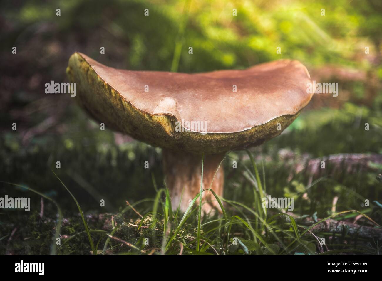 Pilze wachsen im Wald Stockfoto
