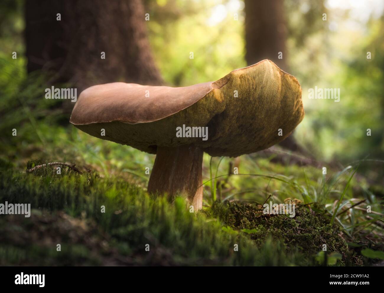 Pilze wachsen im Wald Stockfoto