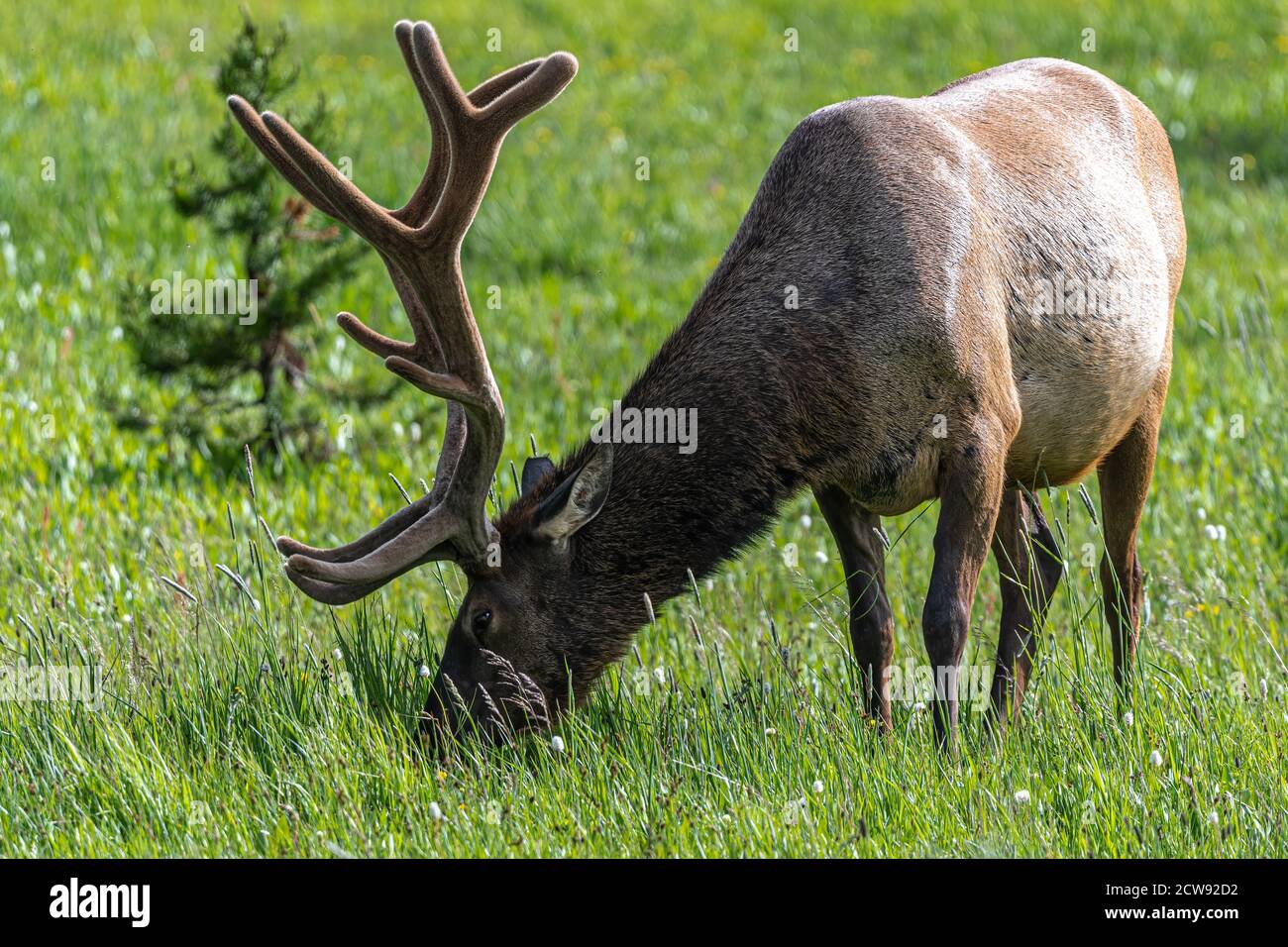 Männlicher Elch (Cervus canadensis), Yellowstone-Nationalpark Stockfoto