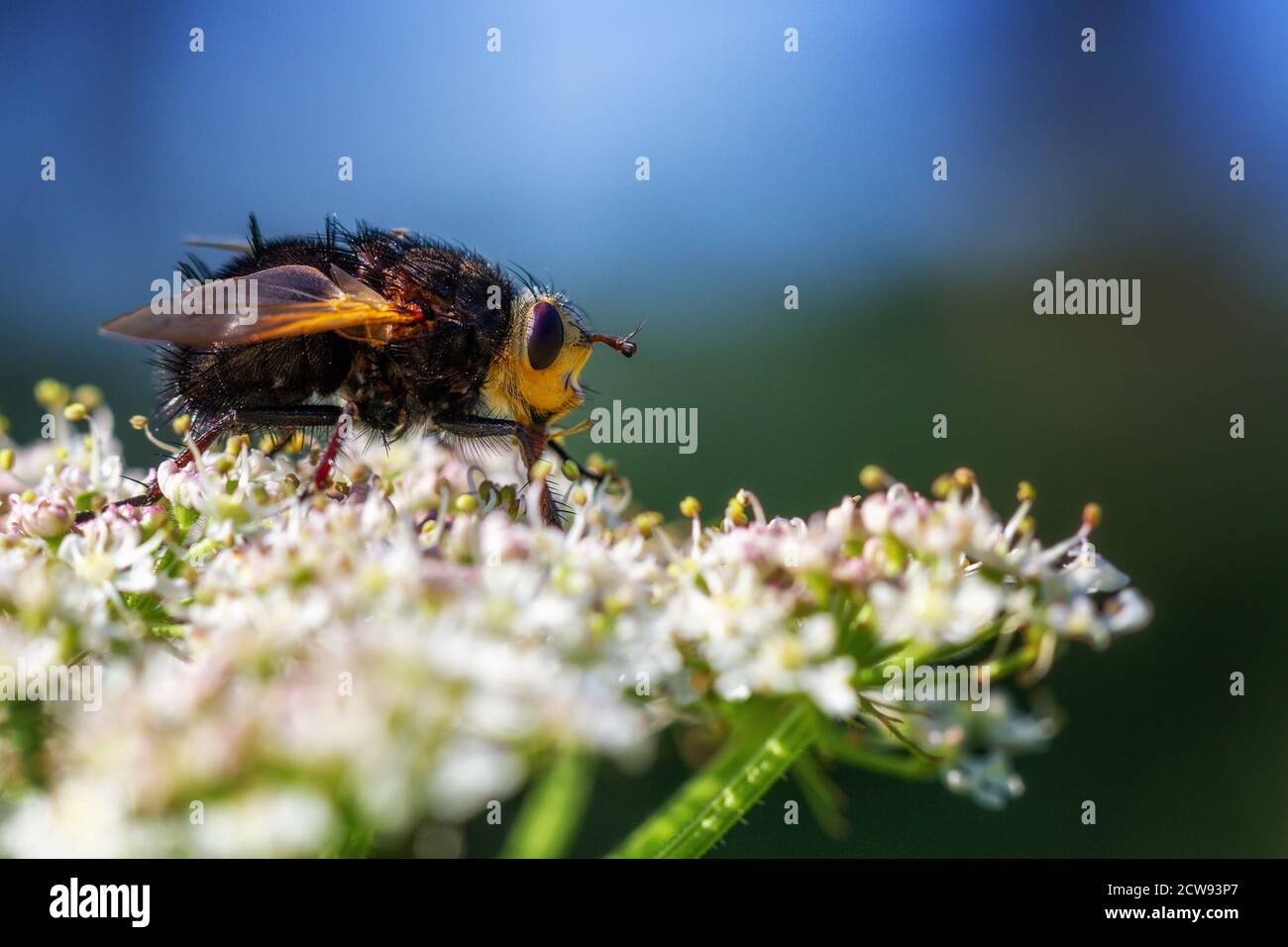 Riesentachinidfliege (Tachina grossa) trinkender Nektar aus der Hogweed-Blume, britische Tierwelt Stockfoto