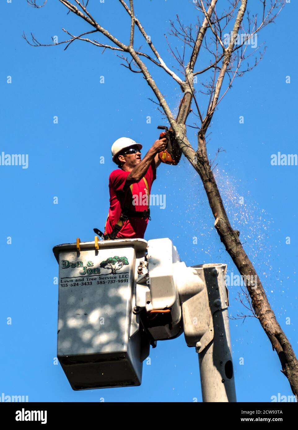 Ein Arbeiter verwendet eine Kettensäge, um einen hohen Baum abzuschneiden. Stockfoto