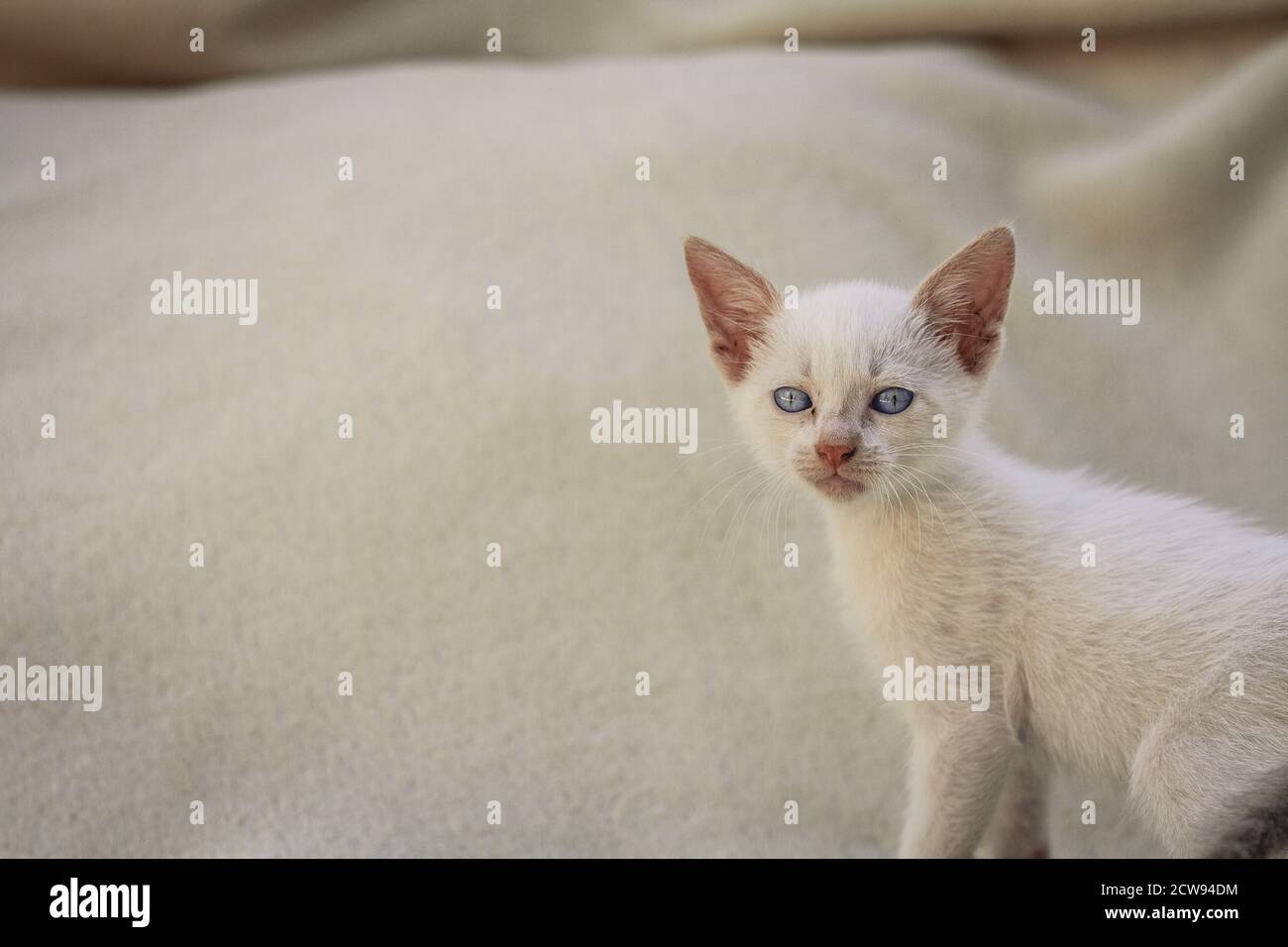 Flauschige weiße Welpe Katze auf Decke Stockfoto