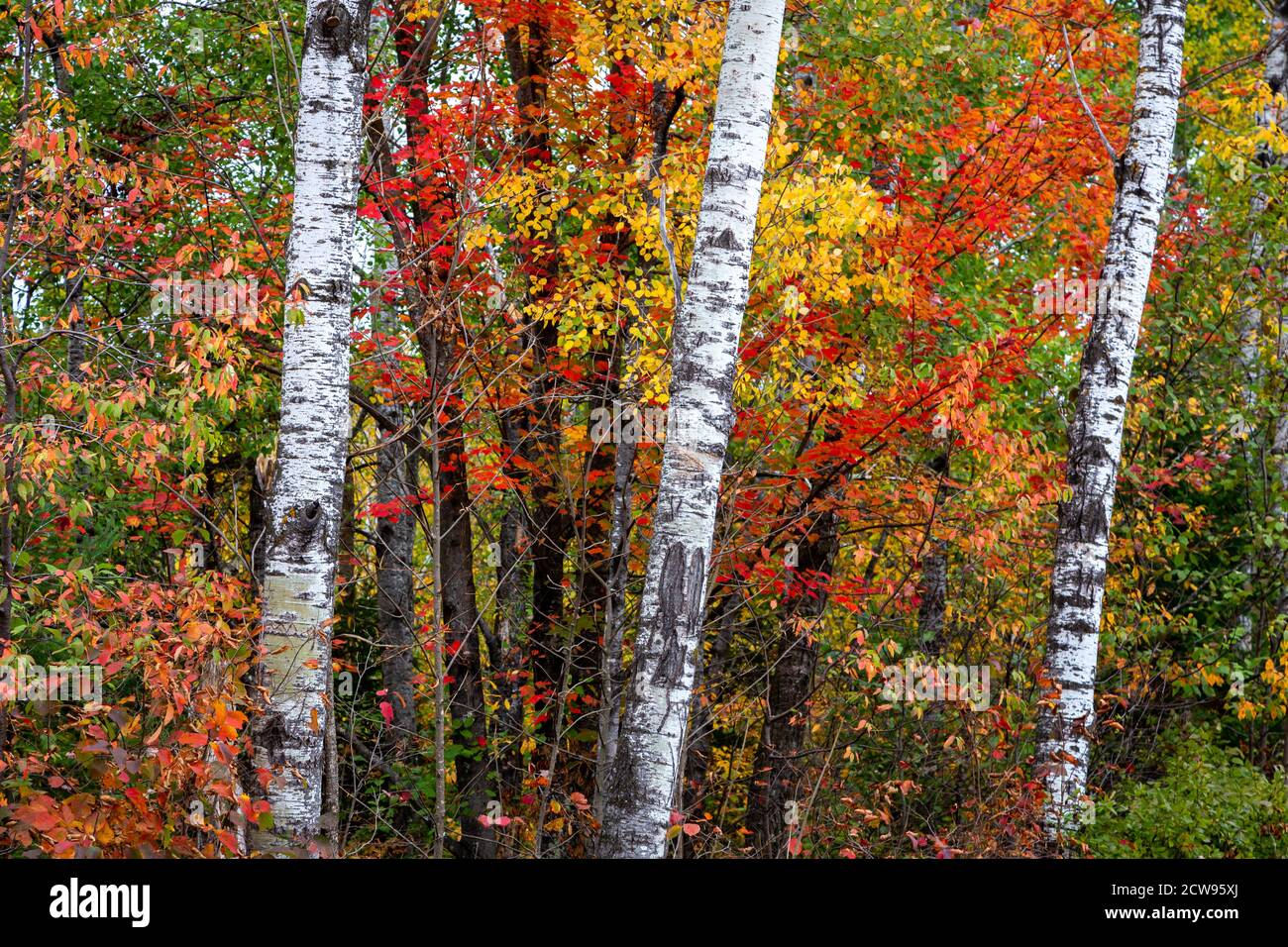Drei Birken stehen im Wald mit brillantem Herbstlaub. Stockfoto
