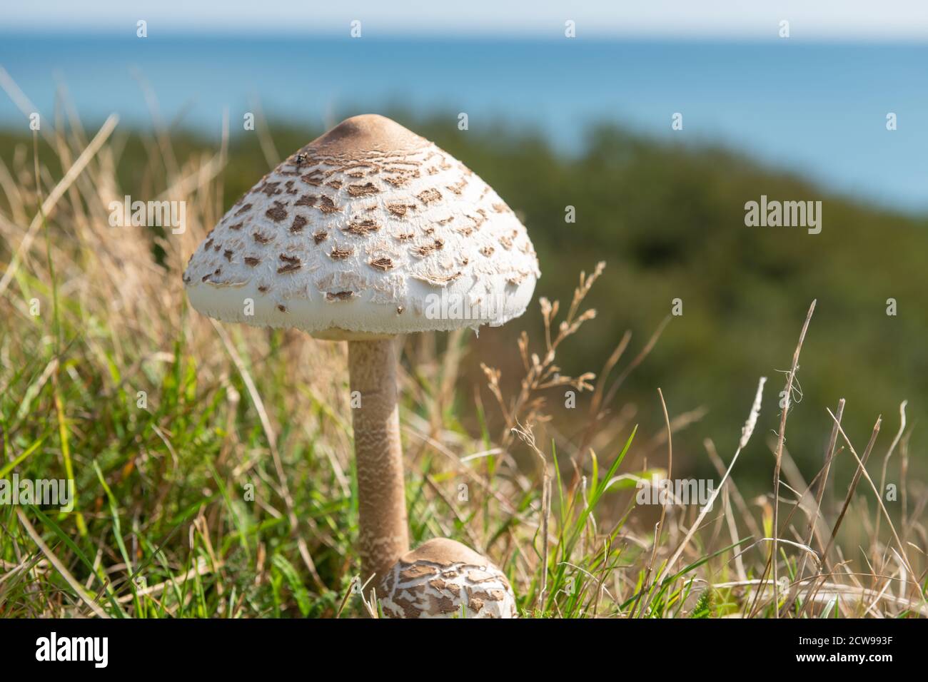 Nahaufnahme eines Sonnenschirmpilzes (macrolepiota procera) Auf einer Wiese Stockfoto