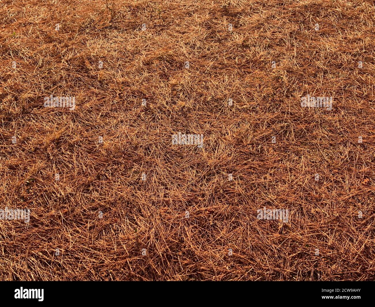 Trockene Kiefernnadeln auf dem Boden. Natürlicher Tannennadelhintergrund. Braun orange Farbe. Nadelwald. Fallnadeln. Nadelteppich unter dem Fuß. Stockfoto