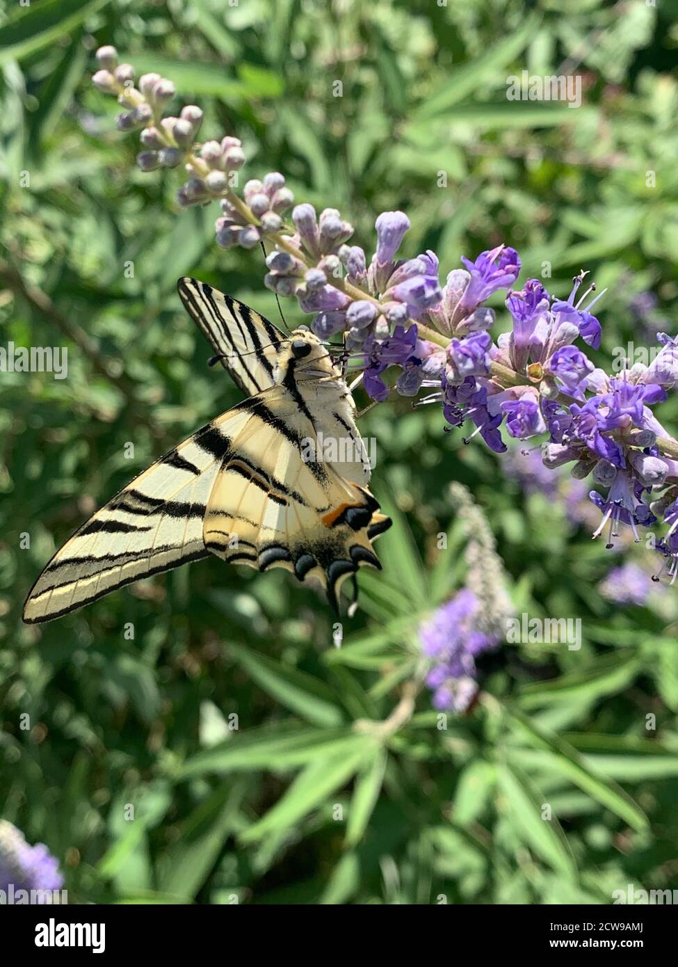 Gelber Schwalbenschwanz Schmetterling frisst Nektar von Feldblumen. Iphiclides podalirius aus der Familie Papilionidae. Großer, unverwechselbarer Schmetterling. Stockfoto