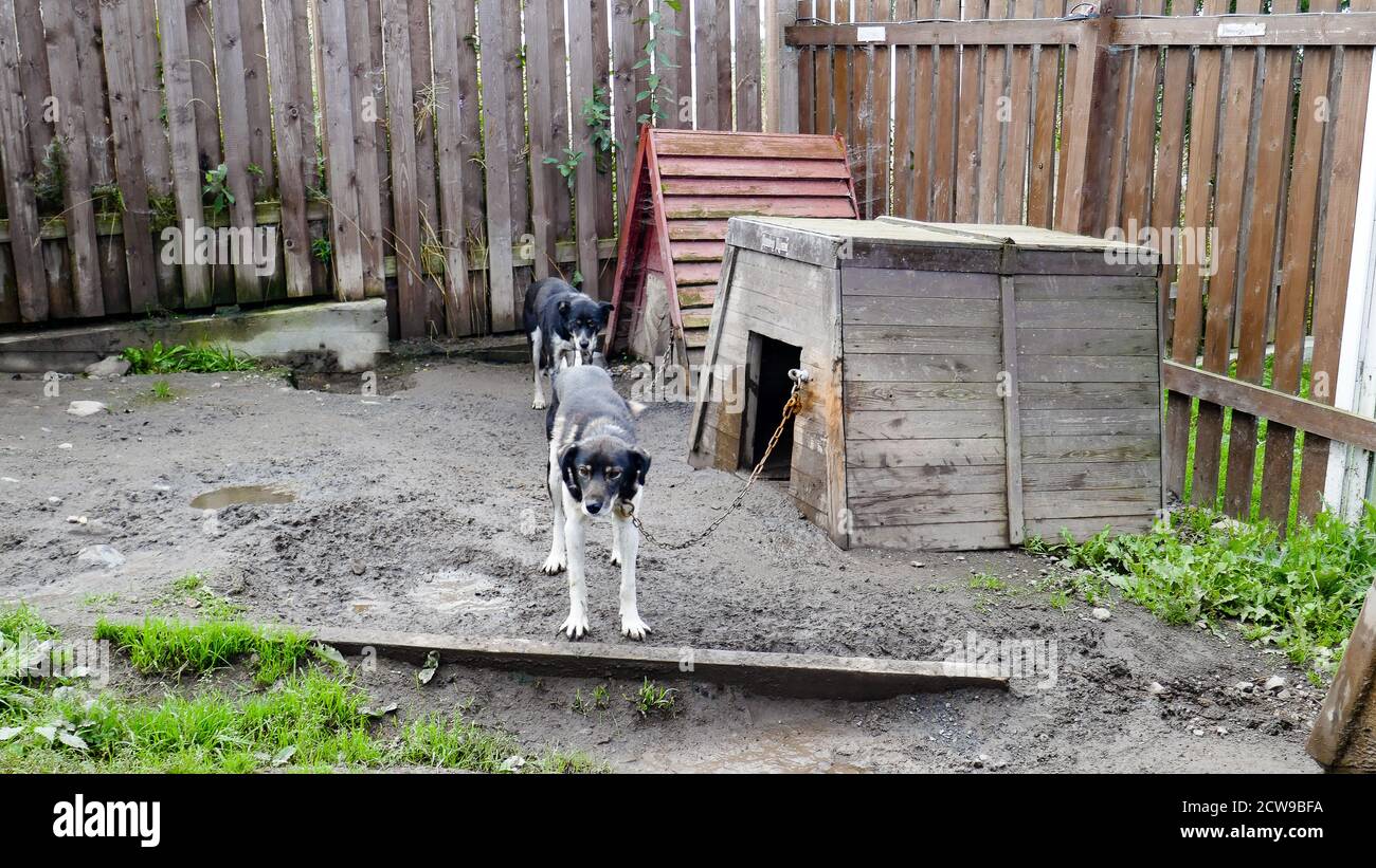 Husky ist eine erstaunliche Rasse. Diese Hunde sind stark und freundlich. Die Fotos wurden in Karelien, Russland, im nördlichen Teil des Landes aufgenommen. Stockfoto