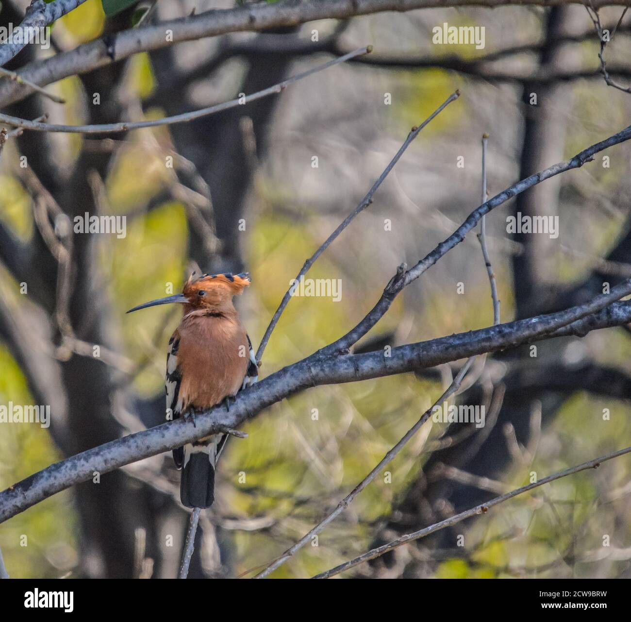 Schöne afrikanische Hoopoe isoliert und Single auch als Hoopoes bekannt Sind jetzt sozial Stockfoto