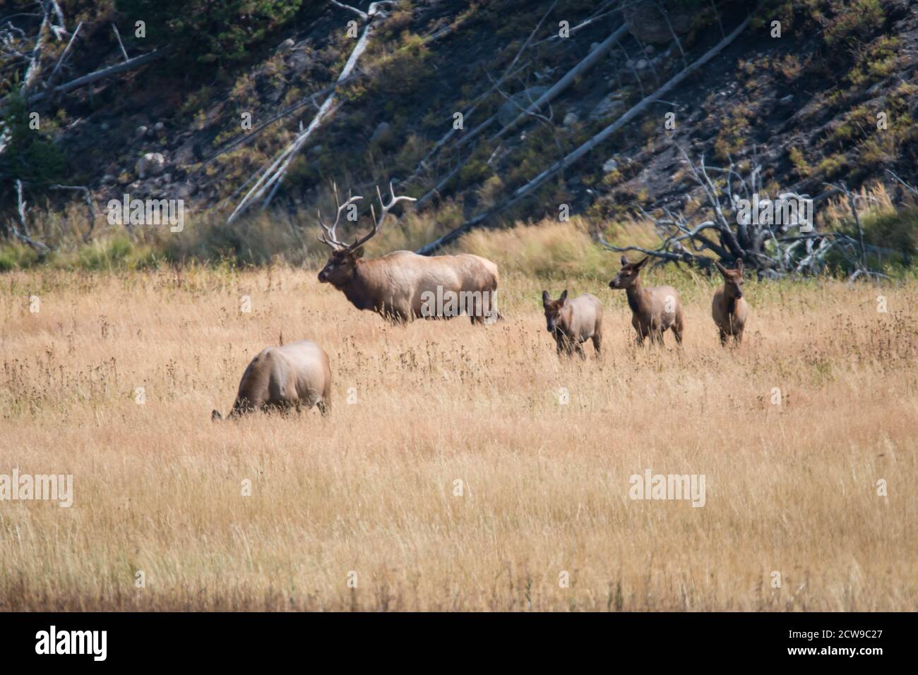 Ein Bullenelch beobachtet, wie drei Elchjährige laufen und eine Elchkuh während der Elchrute im Yellowstone National Park, USA, grast. Stockfoto