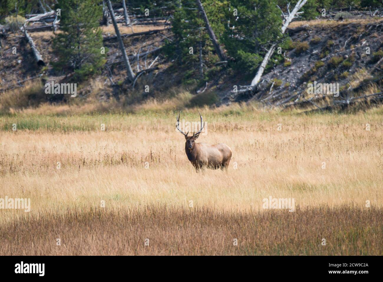 Ein Bullenelch mit einem großen Gestell steht auf einem Feld und schaut während der Rut-Saison im Yellowstone National Park, USA, auf die Kamera. Stockfoto