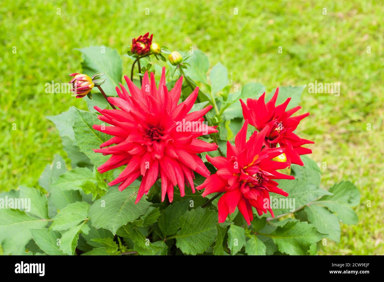 Rote zwergdahlie Fotos und Bildmaterial in hoher Auflösung Alamy