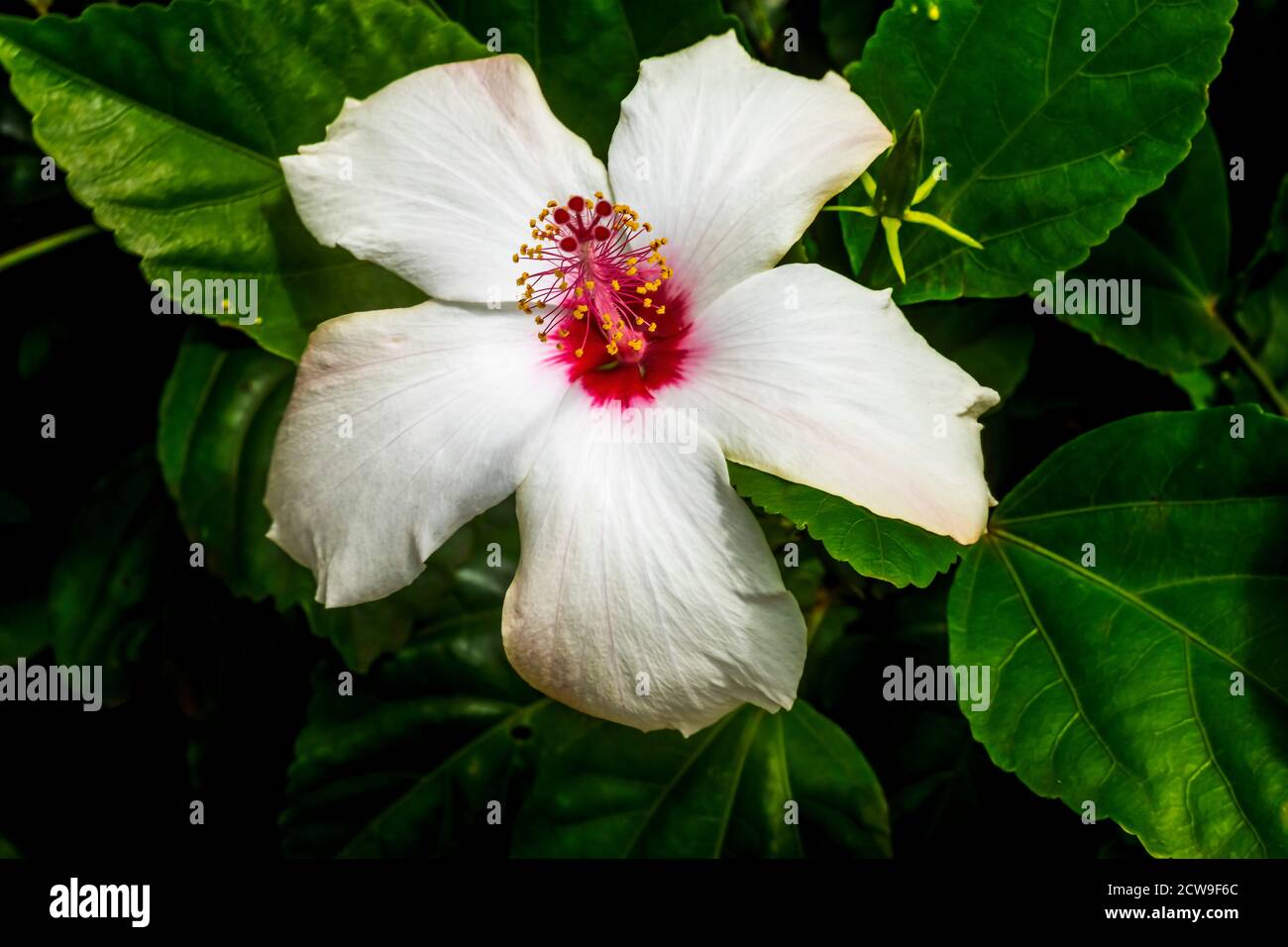 Mount Everest White Burgundy Tropical Tropical Hibiscus Flowers Grüne Blätter Osterinsel Chile. Tropischer Hibiskus hat viele Sorten. Stockfoto