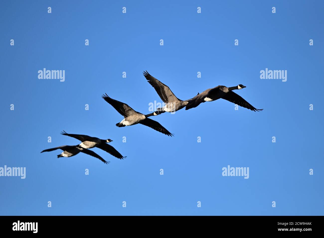 Ein Skein in Gänse Stockfoto