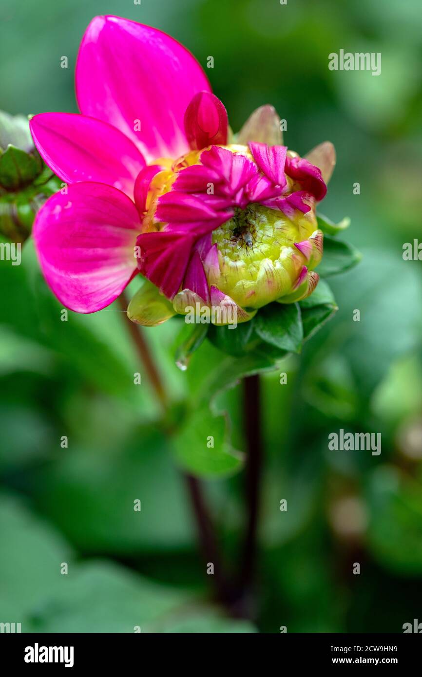 Blume, die aussieht wie ein junges Mädchen - Asheville, North Carolina, USA Stockfoto