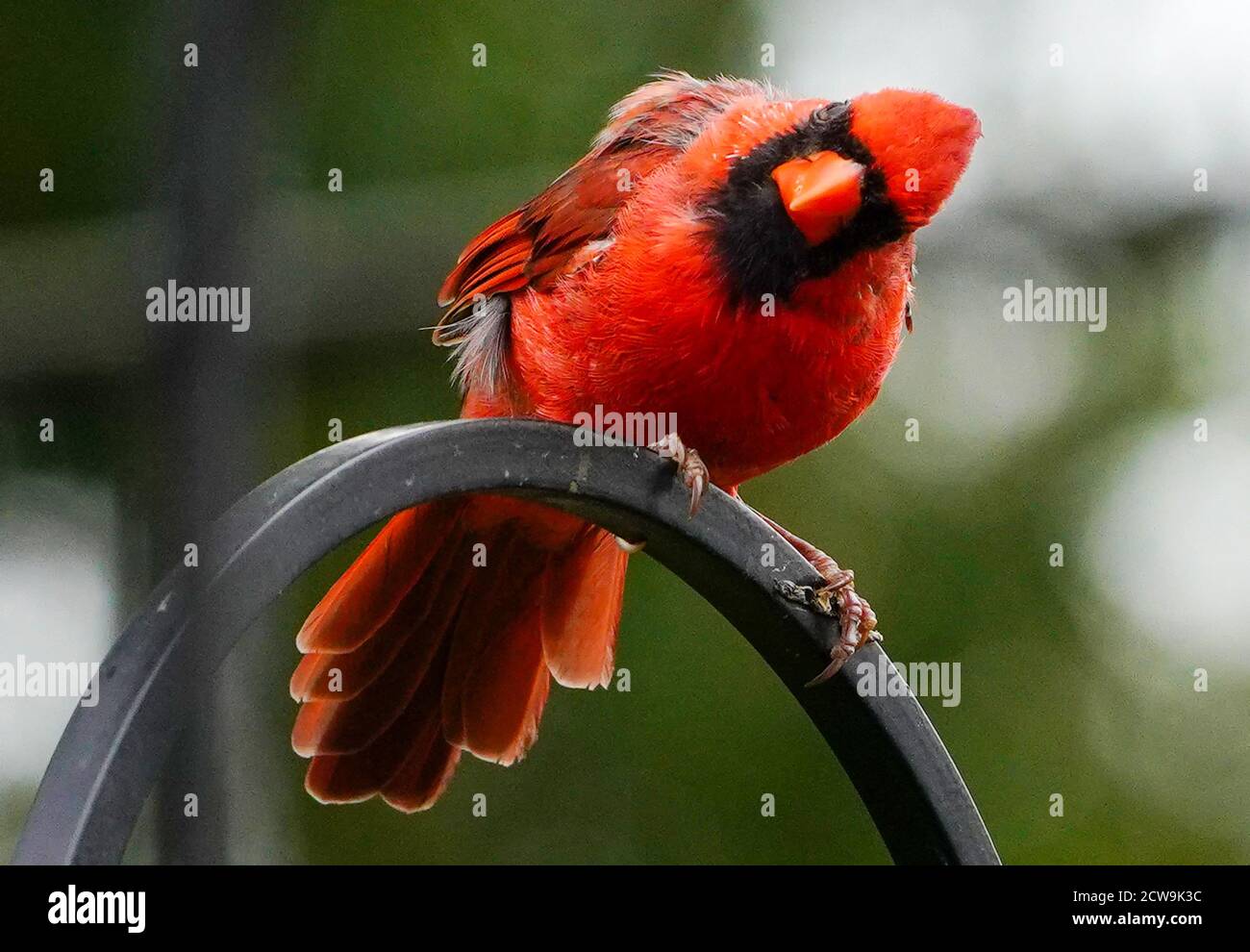 Leuchtend roter Nordkardinal blickt seitlich auf den Barsch Stockfoto