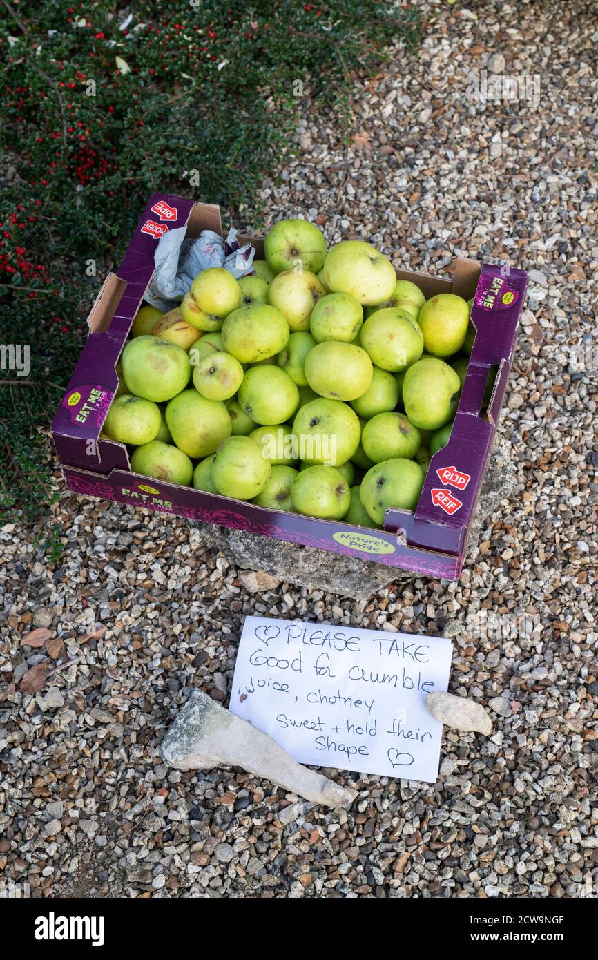 Ich habe Äpfel in einer Schachtel vor einem cotswold-Haus gepflückt, das man verschenkt hat. Taynton, Cotswolds, Oxfordshire, England Stockfoto