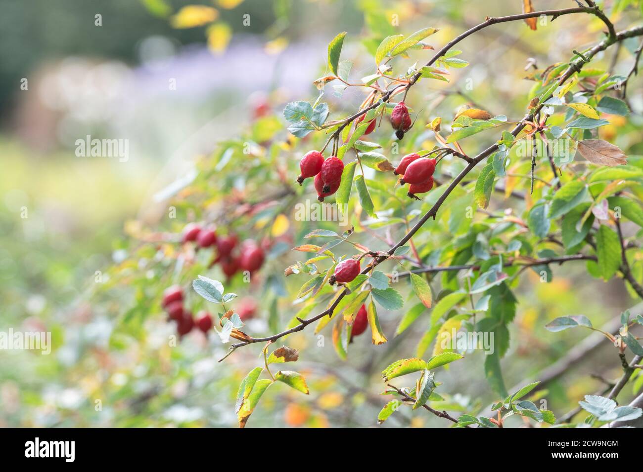 Rosa glauca syn. Rubrifolia. Rotblättrige Hagebutten im Frühherbst in einem englischen Garten Stockfoto