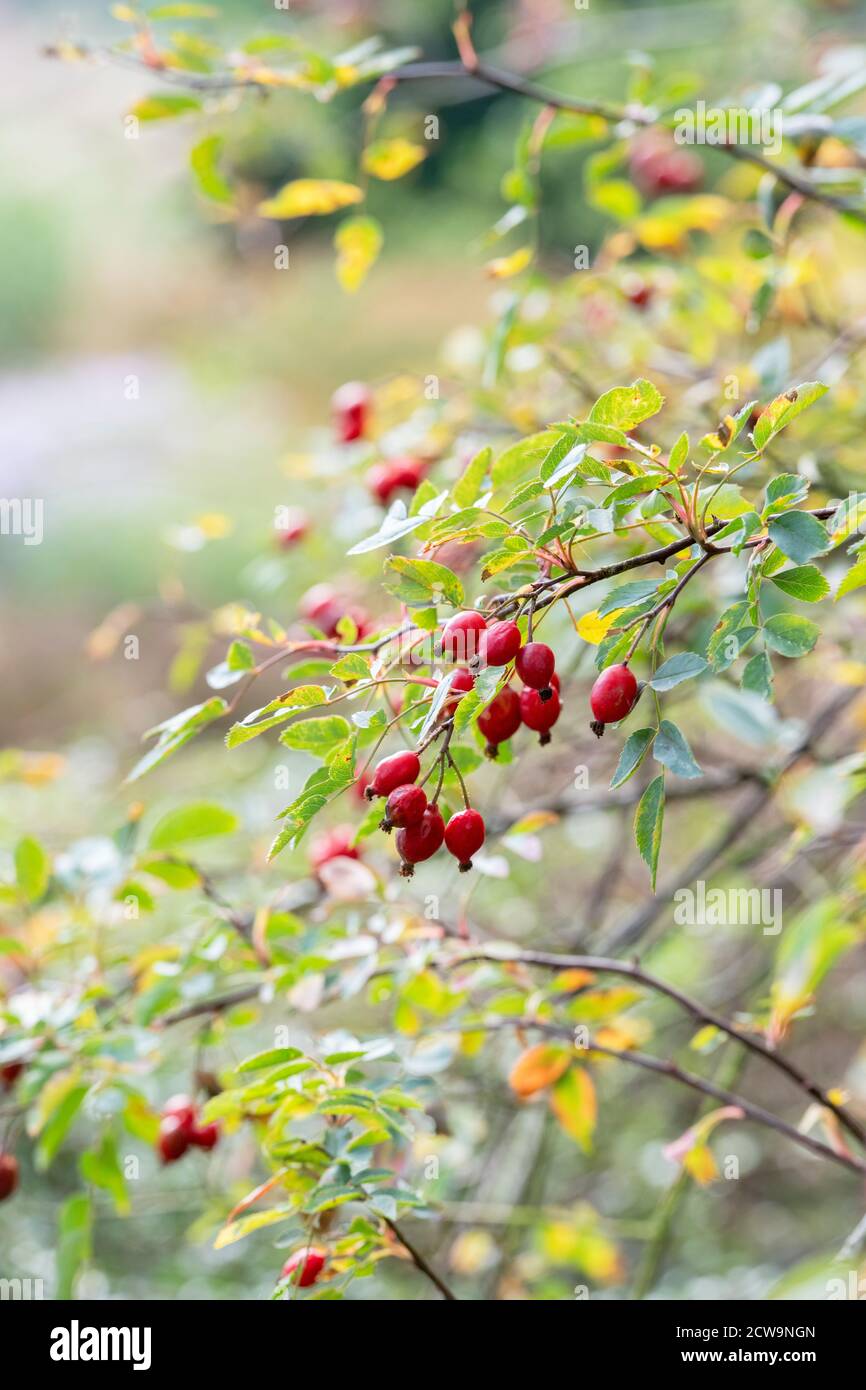 Rosa glauca syn. Rubrifolia. Rotblättrige Hagebutten im Frühherbst in einem englischen Garten Stockfoto