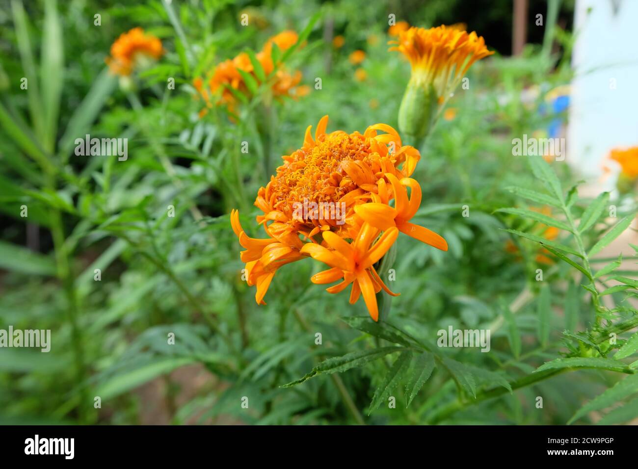Amerikanische Ringelblume, Tagesetes erecta, Gelbe Blume im Garten weicher Fokus und verschwommener Hintergrund, ausgewählter Fokus, Nahaufnahme Stockfoto