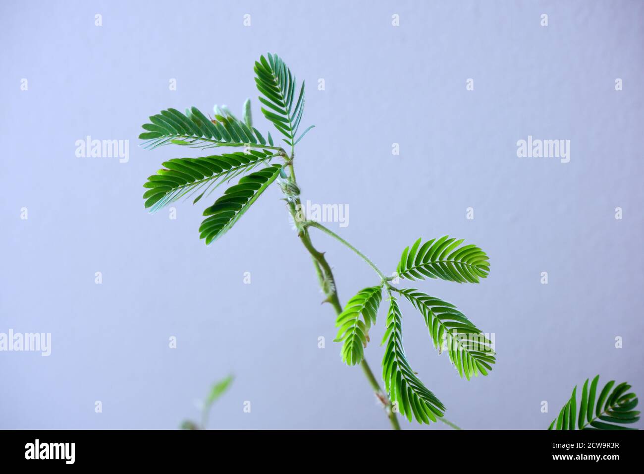 Blätter empfindliche Pflanze auf Wand Hintergrund, Mimosa invisa Stockfoto