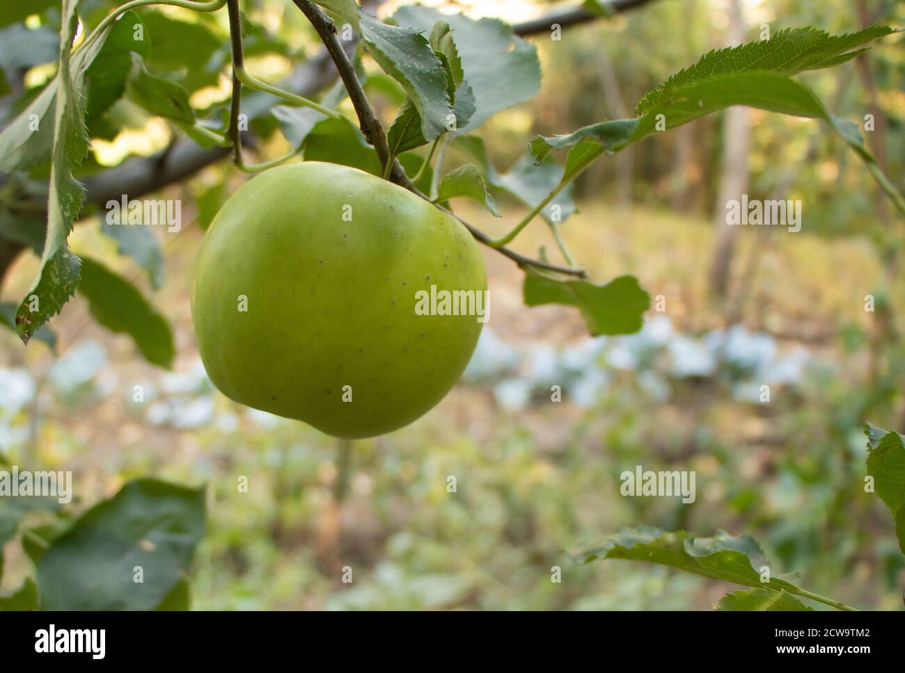 Apfelfrucht im Baum bereit zu pflücken, Vorteile von Äpfeln Konzept Stockfoto