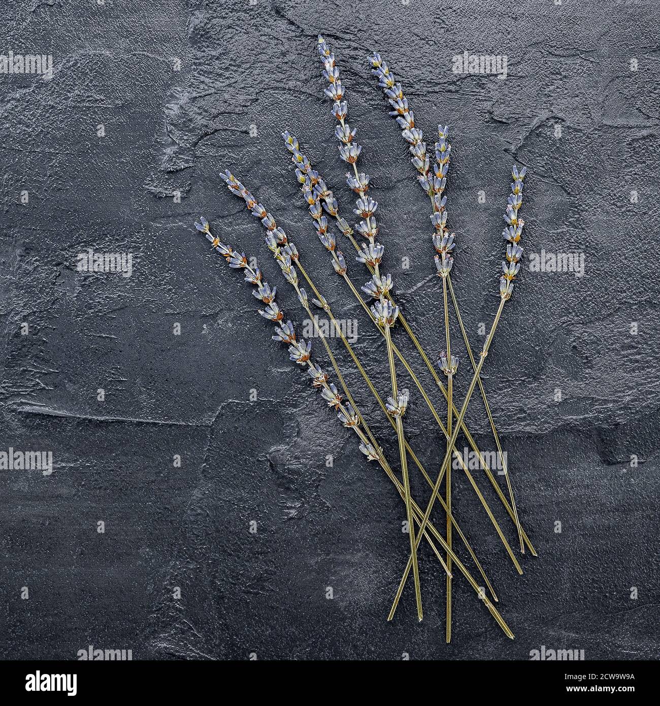 Violette Lavendelblüten auf dunklem Beton Hintergrund. Trockene Lavendelblüten flach legen und kopieren Raum. Stockfoto