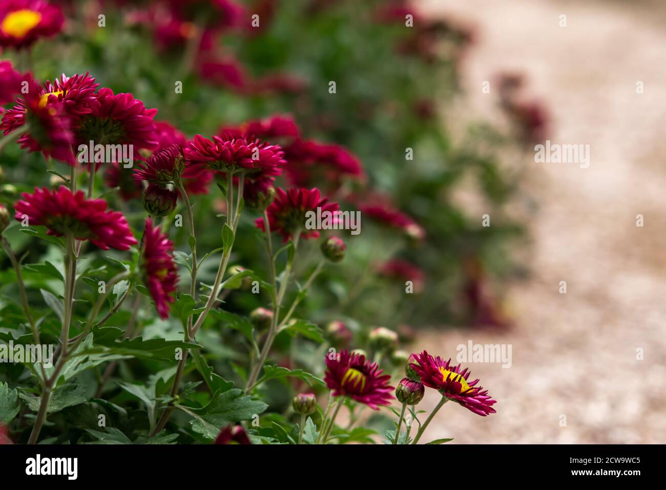 Lila Chrysanthemen mit einer gelben Mitte Nahaufnahme auf einem verschwommenen Hintergrund des Gartens. Herbst Blume Hintergrund. Farbenfrohes Design. Blumen in selec Stockfoto