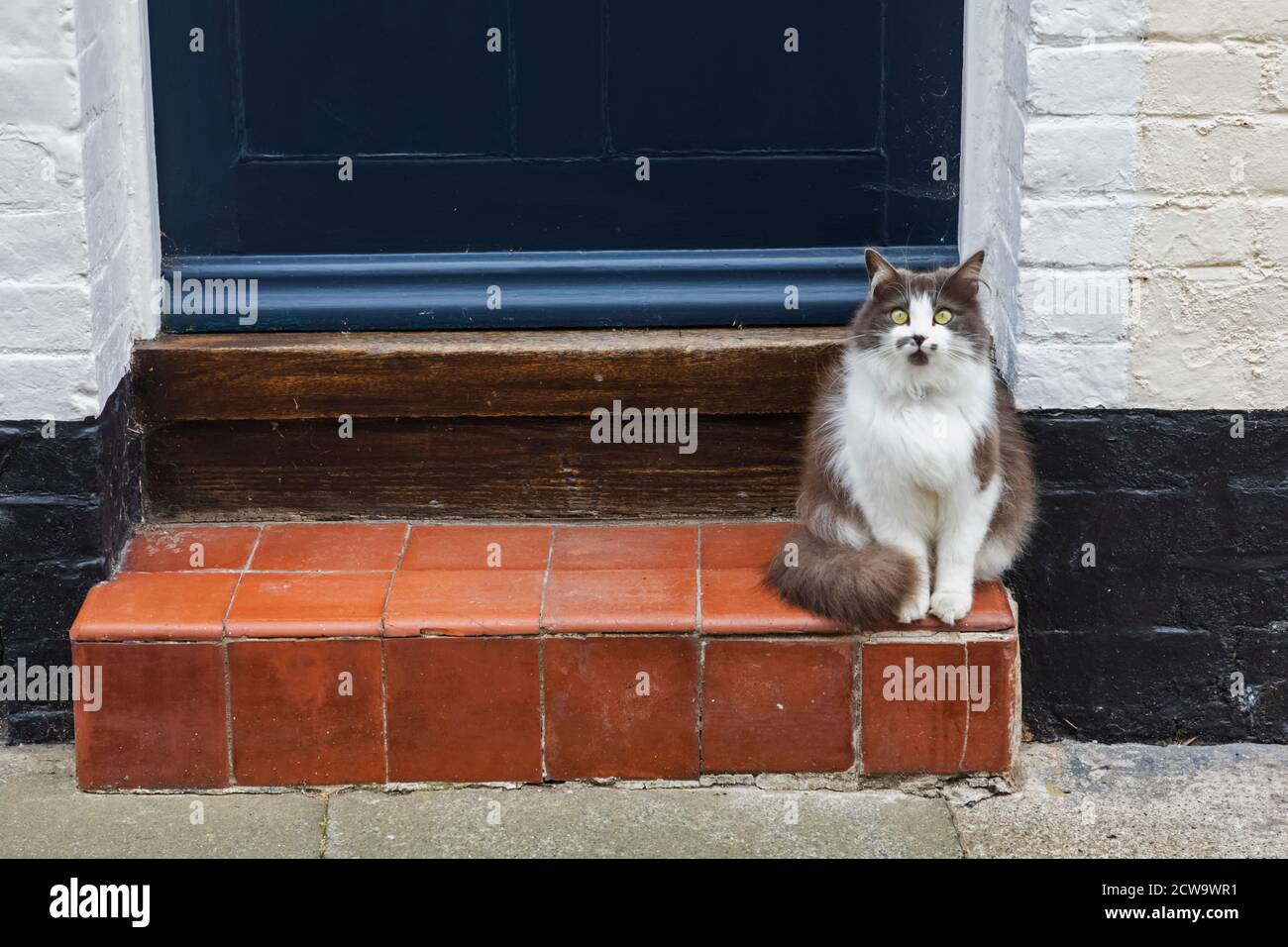 England, Kent, Deal, Cat vor der Haustür sitzen und die Kamera betrachten Stockfoto